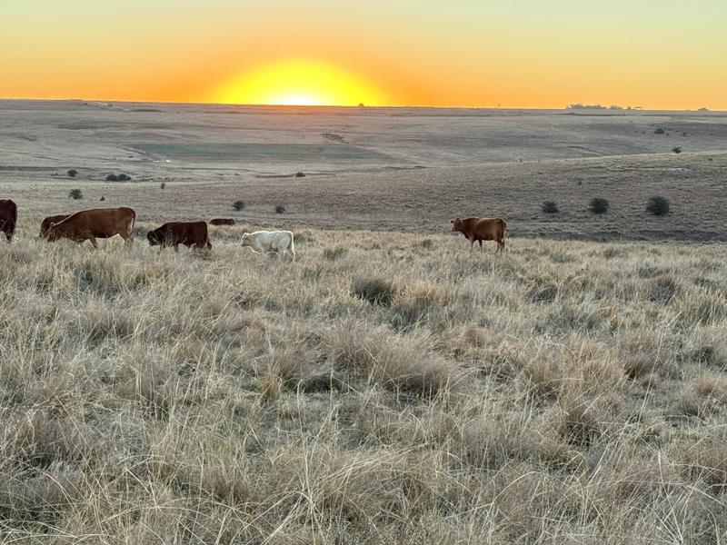0 Bedroom Property for Sale in Warden Free State